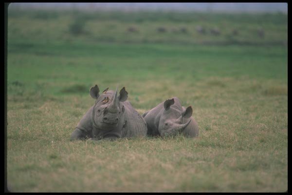 112041 Black Rhino, Mated Pair A4 Photo Print