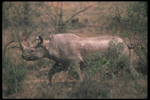 112042 Black Rhino Running A4 Photo Print