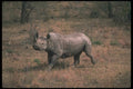112043 Black Rhino Running A4 Photo Print