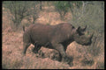 112044 Black Rhino Running A4 Photo Print