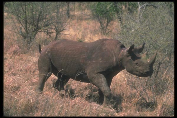 112044 Black Rhino Running A4 Photo Print
