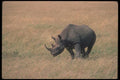 112045 Black Rhino On Plain A4 Photo Print