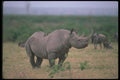 112046 Black Rhino On Plain A4 Photo Print