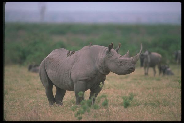 112046 Black Rhino On Plain A4 Photo Print