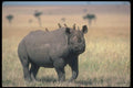 112047 Black Rhino With Tickbirds A4 Photo Print