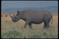 112048 Black Rhino On Plain A4 Photo Print