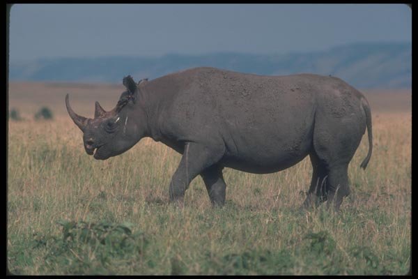 112048 Black Rhino On Plain A4 Photo Print