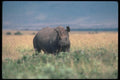 112049 Black Rhino On Plain A4 Photo Print