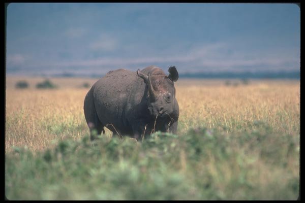 112049 Black Rhino On Plain A4 Photo Print