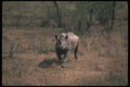 112050 Black Rhino Charging A4 Photo Print