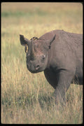 112051 Black Rhino With Tickbirds A4 Photo Print