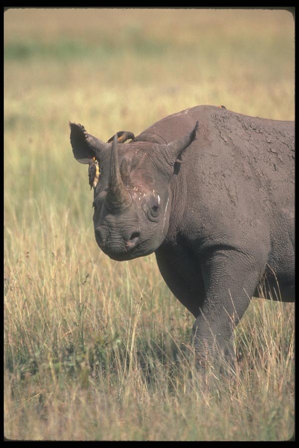 112051 Black Rhino With Tickbirds A4 Photo Print