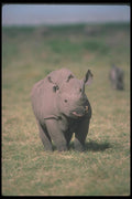 112052 Alert Black Rhino A4 Photo Print