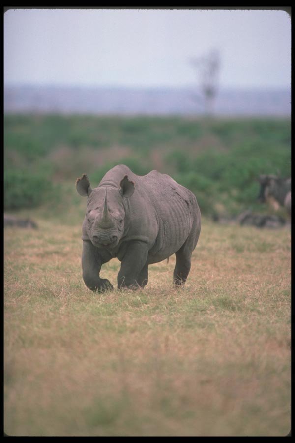 112053 Alert Black Rhino A4 Photo Print