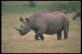 112054 Black Rhino On Plain A4 Photo Print