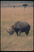 112055 Black Rhino On Plain A4 Photo Print