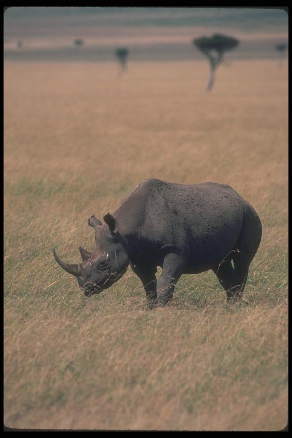 112055 Black Rhino On Plain A4 Photo Print