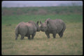 112056 Black Rhino Pair Greeting Each Other A4 Photo Print