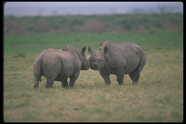 112056 Black Rhino Pair Greeting Each Other A4 Photo Print