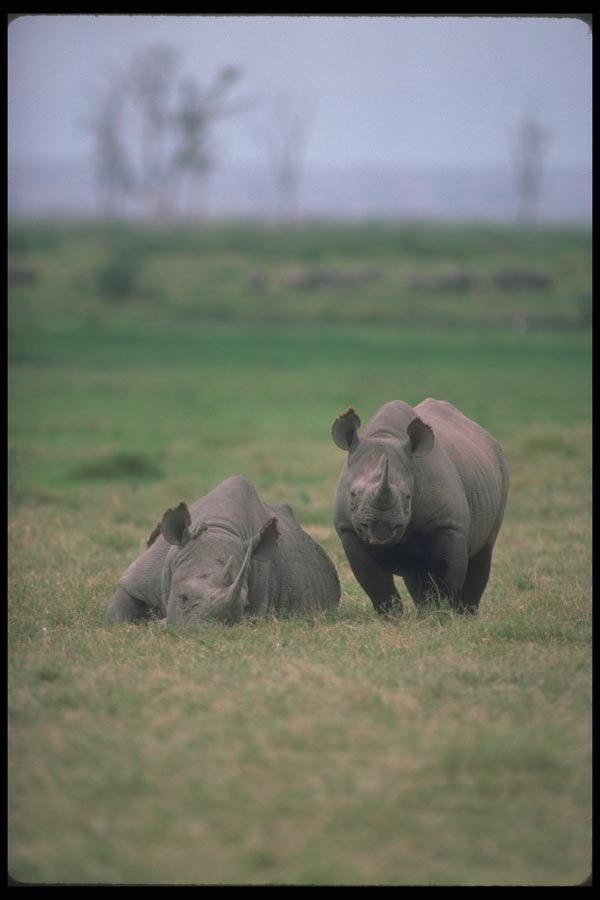 112057 Black Rhino, Mated Pair A4 Photo Print