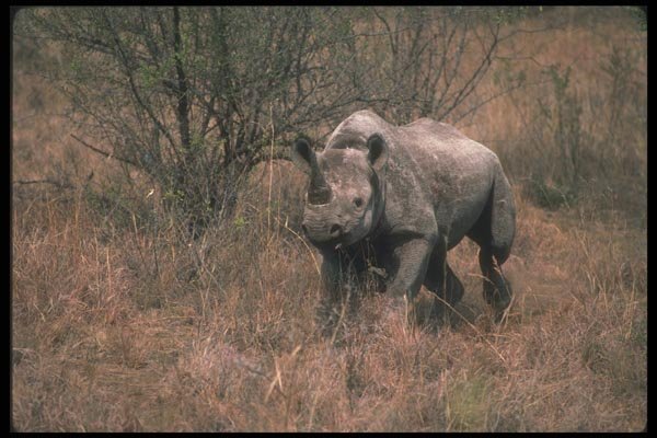 112058 Black Rhino Charging A4 Photo Print