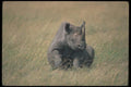 112059 Black Rhino Lying Down A4 Photo Print