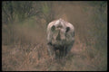 112060 Black Rhino Charging A4 Photo Print