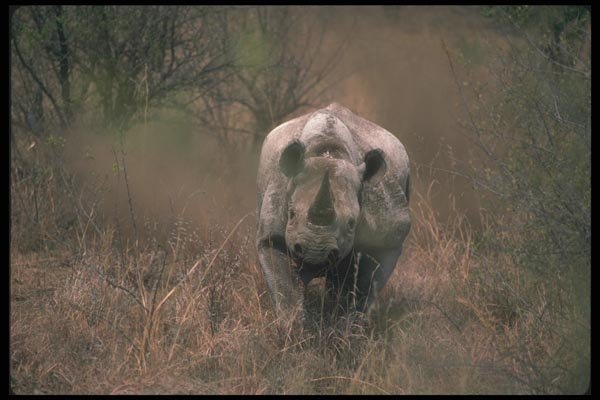 112060 Black Rhino Charging A4 Photo Print