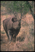 112061 Black Rhino Near Tree A4 Photo Print