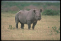 112062 Alert Black Rhino A4 Photo Print