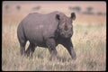112063 Black Rhino Preparing To Charge A4 Photo Print