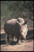 112064 White Rhino Near Trees A4 Photo Print