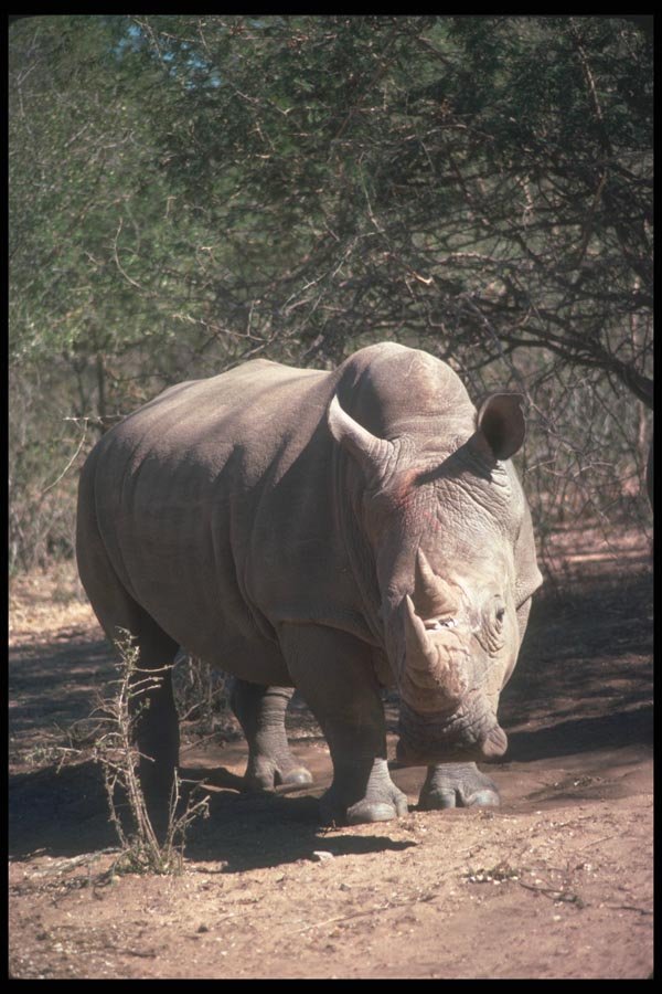 112064 White Rhino Near Trees A4 Photo Print