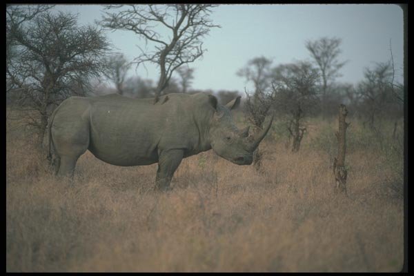 112065 White Rhino In Field A4 Photo Print