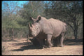112066 White Rhino Near Trees A4 Photo Print