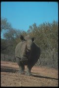 112067 White Rhino Near Trees A4 Photo Print