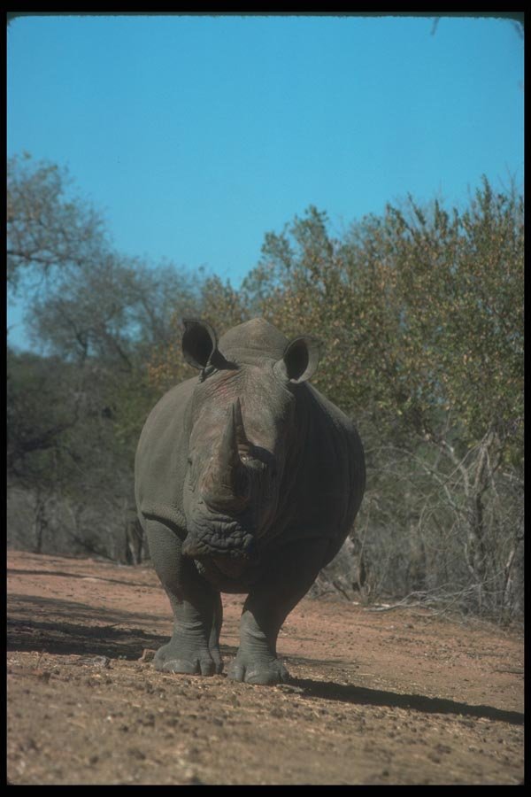 112067 White Rhino Near Trees A4 Photo Print