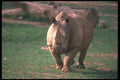 112068 White Rhino Preparing To Charge A4 Photo Print