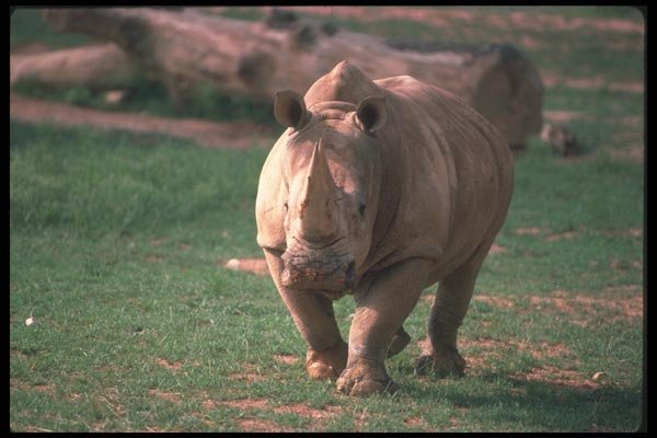 112068 White Rhino Preparing To Charge A4 Photo Print