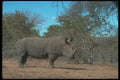 112069 White Rhino Near Trees A4 Photo Print