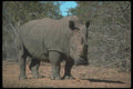 112070 Alert White Rhino A4 Photo Print