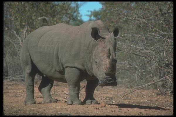 112070 Alert White Rhino A4 Photo Print