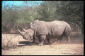 112071 White Rhinos Running A4 Photo Print