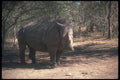 112072 White Rhino In Shade A4 Photo Print