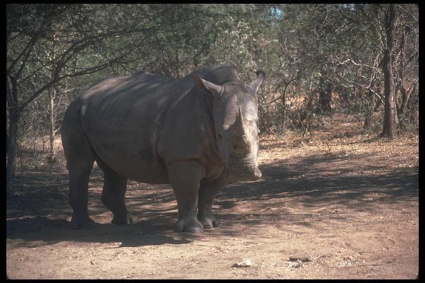 112072 White Rhino In Shade A4 Photo Print