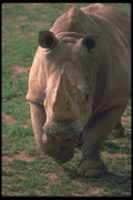 112073 White Rhino Charging A4 Photo Print