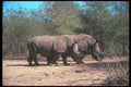 112074 White Rhino Pair A4 Photo Print