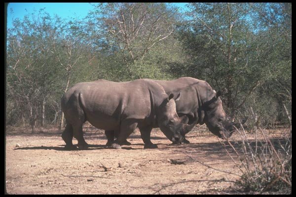 112074 White Rhino Pair A4 Photo Print