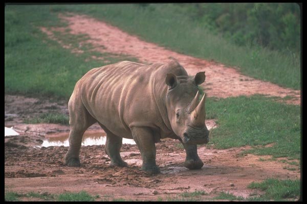 112075 White Rhino Preparing To Charge A4 Photo Print