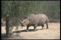 112076 White Rhino Near Trees A4 Photo Print